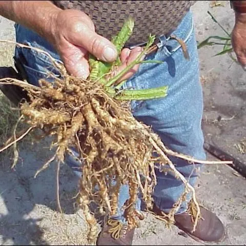 thumbnail for publication: Nematode Management in Tomatoes, Peppers, and Eggplant